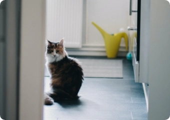 ペット可イメージ
